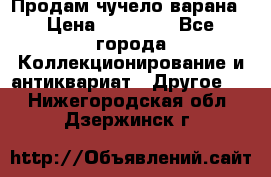 Продам чучело варана › Цена ­ 15 000 - Все города Коллекционирование и антиквариат » Другое   . Нижегородская обл.,Дзержинск г.